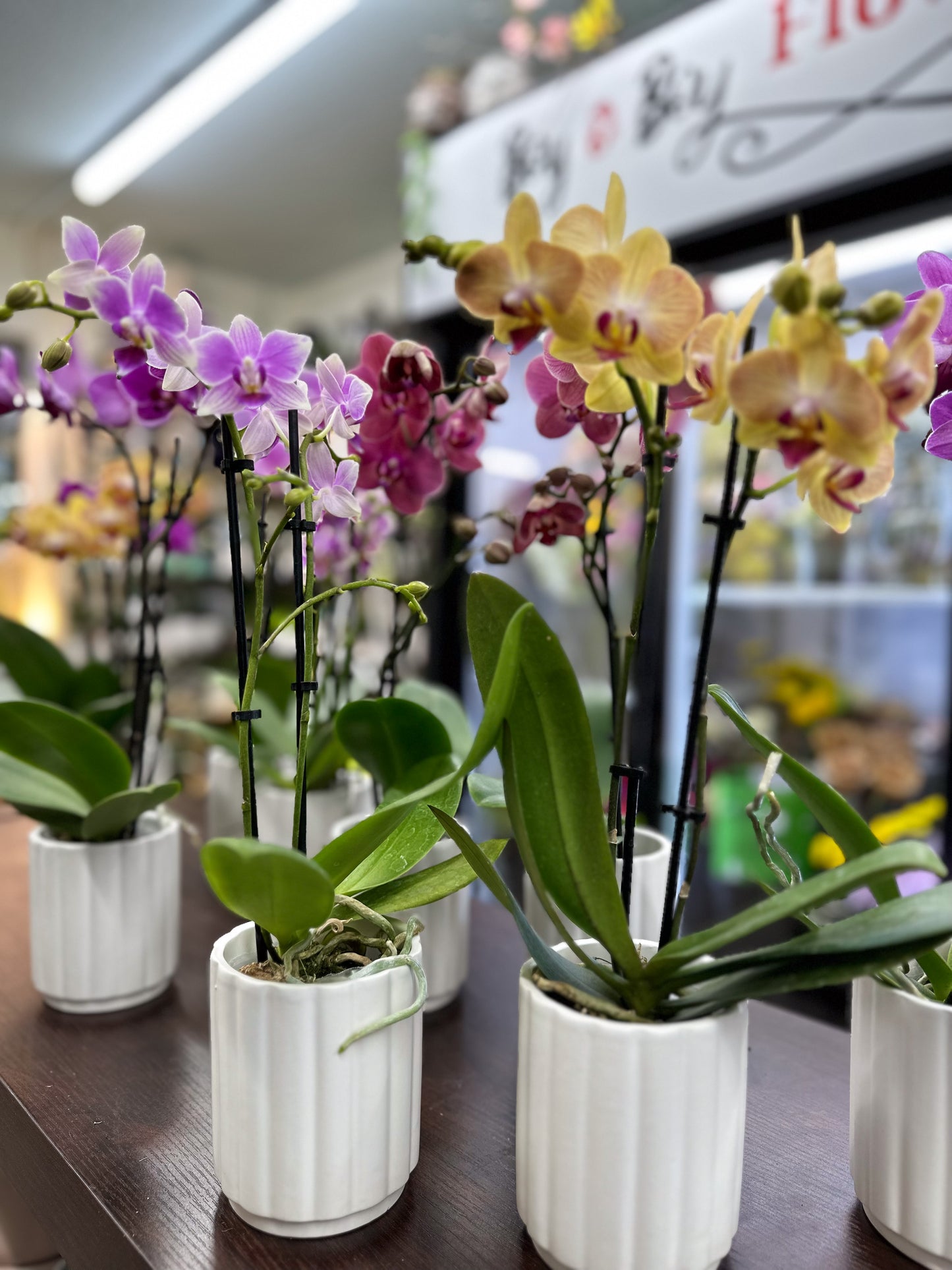 Orchid garden planter