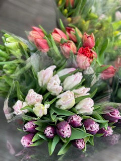 Bi-Weekly Tulip Delivery Subscription