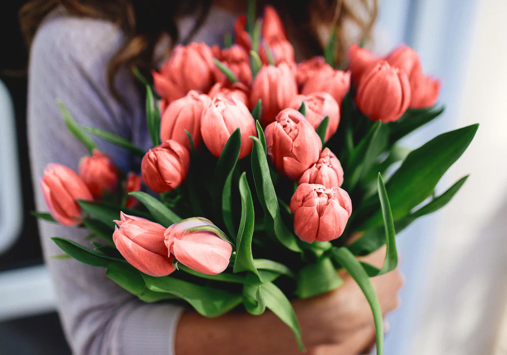 Tulip Love